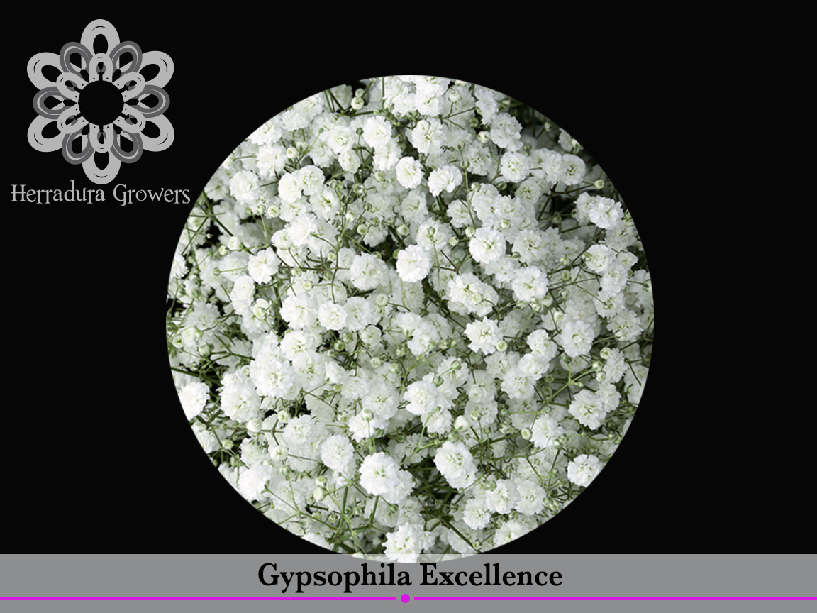 Gypsophila Excellence.jpg